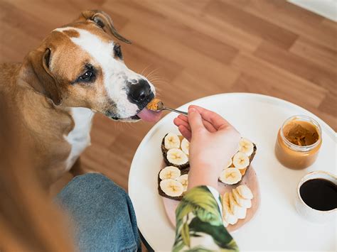 dog licking peanut butter off balls|Is Peanut Butter Safe For Dogs – [Vet Explains Pets]